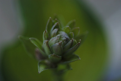 ninasmiles_12070.jpg