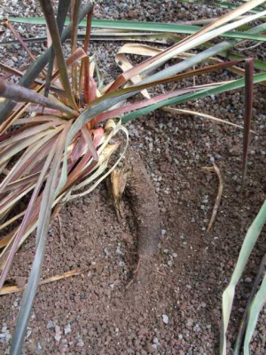 yucca_frisch_gepfl_003.JPG