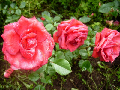 Fiametta_03072012.jpg