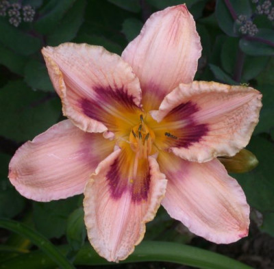 Paper_Butterfly_1002.jpg