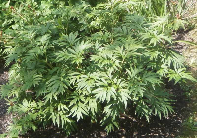 Paeonia_sp.jpg