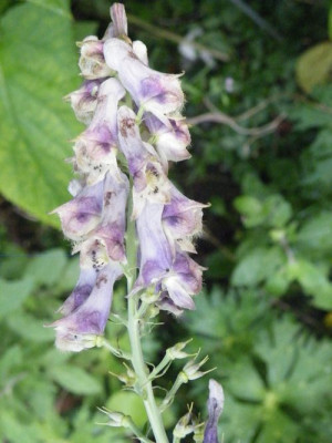 Aconitum11.jpg