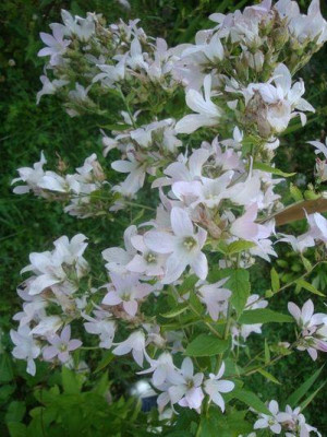 Campanulla_lactiflora.jpg