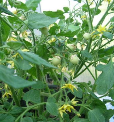 Himbeerrose_-_Ampeltomate.jpg