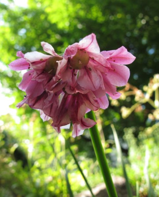 Allium_narcissiflorum_fars_2012.jpg