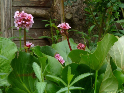 Bergenia_Herbstblute_7-12.jpg