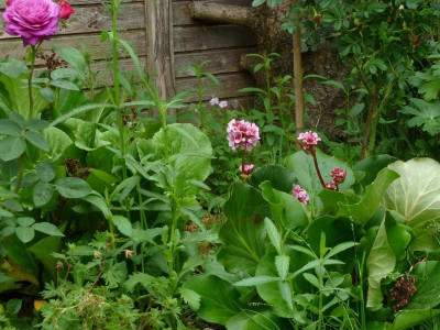Bergenia_Herbstblute_2012.jpg