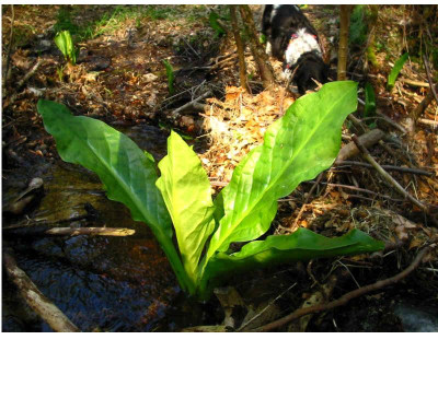 Lysichiton_americanus_3_neu.jpg
