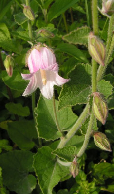 Campanula_aliarifolia.jpg