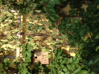 Foto1.JPG