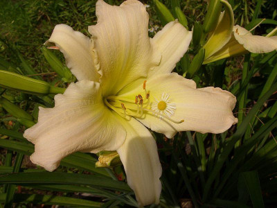 SS851260_radiant_moonbeam_k.jpg