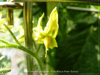 2012_Antho_violett_Flower01.jpg
