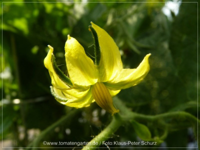 2012_Antike_Tomate_Flower01.jpg