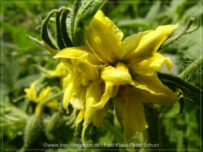 2012_Dawsons_Russian_Heart_Flower03.jpg
