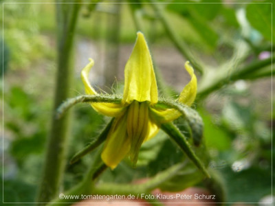 2012_DeBerao_Matthias_Strain_Flower02.jpg