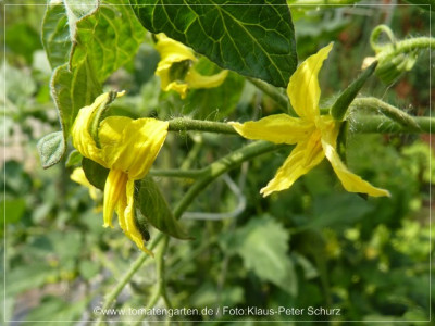 2012_Green_Bell_Pepper_Flower04.jpg