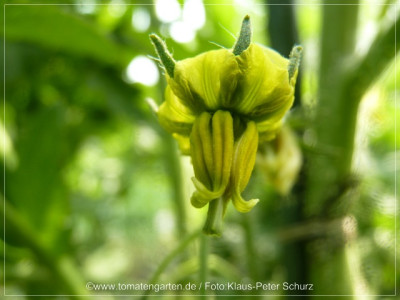 2012_Green_Velvet_Flower01.jpg