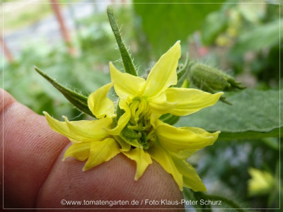2012_Hughs_Green_Flower01.jpg