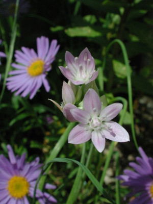 Allium_uniflorum.jpg