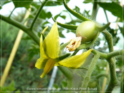 2012_Jordanische_Fleischtomate_Flower01.jpg