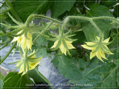 2012_Marizol_Gold_Flowers.jpg