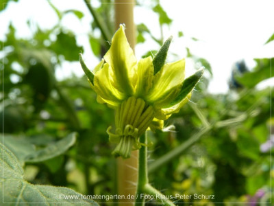 2012_Nectarine_Flower04.jpg