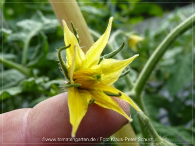 2012_Rosovij_Slon_Flower01.jpg