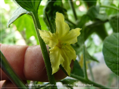 2012_SFBZ_Flower01.jpg
