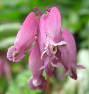 dicentra_formosa_oder_eximia.jpg