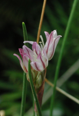 Allium_spec..jpg
