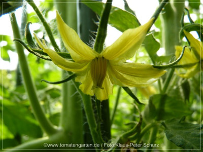 2012_Tudela_de_Valladolid_Flower01.jpg