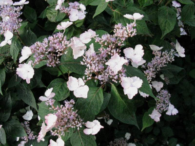Intermediea_Gartenpur.jpg
