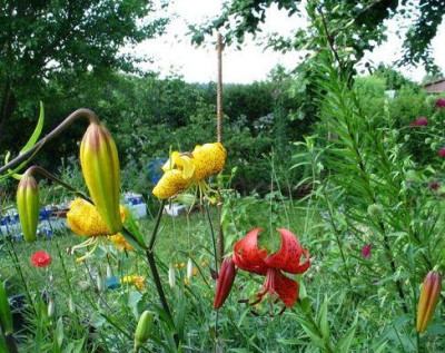 schellenbaum-citronella.jpg