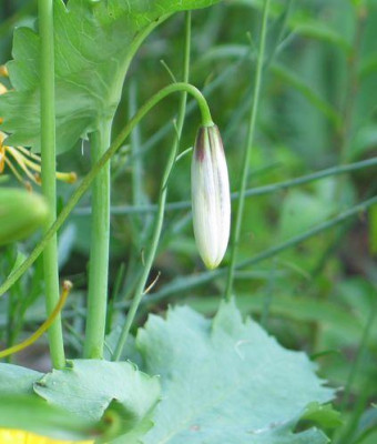 L.canadense-oder.jpg