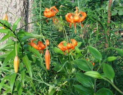 lilium-davidii-ax2012.jpg