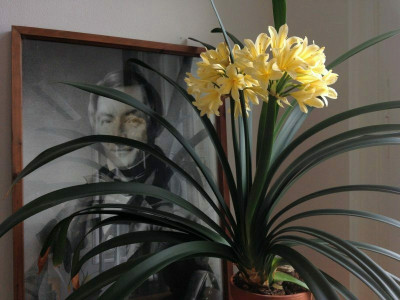 clivia-miniata-citrina_20120704_zg.jpg