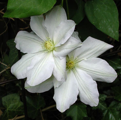 1marie-boisselot.jpg