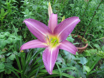 Blauer_Chiffonschal_120704.jpg