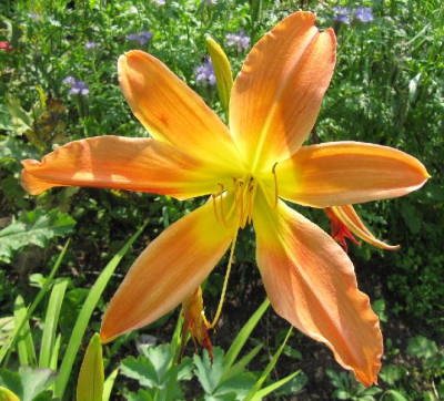 Hem_orange_120704.jpg