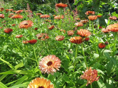 Calendula_120704.jpg