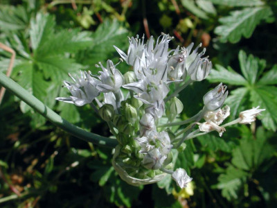 Allium_caesium.jpg