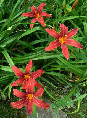 Crimson_Pirate_P10406171.jpg
