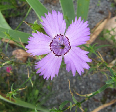 Dianthus_pavonius_120704.jpg