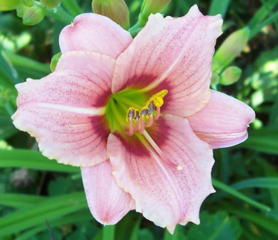 Juli_10._007_Palatina_Pink_Panther.jpg