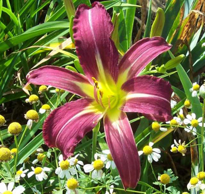 Juni_12_096_Spider.jpg