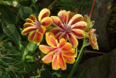 Lewisia_cotyledon_Karussel.jpg