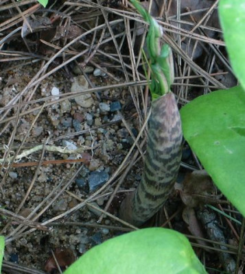 Propellerarisaema-ax.jpg