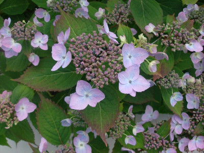 H.serrata_koreana_2012.jpg