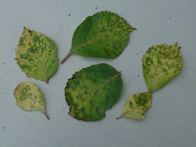 Viren_H.serrata_Preziosa.jpg