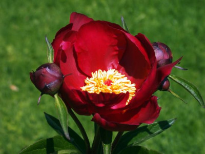 Paeon._Balliol_3002.jpg